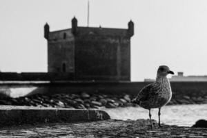 Black and white image of seagull at coastline in Essaouira,Morocco. photo