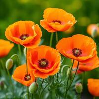 AI generated A cluster of bright orange poppies in a field with a blurry green background. photo