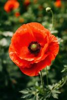 AI generated a red poppy with blurred greenery in the background photo