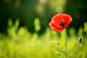 AI generated diagonal composition of a red poppy in the foreground and blurred greenery in the background photo