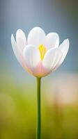 AI generated a single, delicate flower, such as a daisy or a tulip, with a blurred background photo