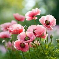 AI generated A cluster of pink poppies with a blurred green background and copy space to the right photo