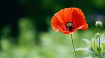 AI generated a red poppy with a blurred green background and plenty of copy space. photo