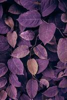 purple japanese knotweed plant leaves in the nature in autumn season photo