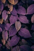 purple japanese knotweed plant leaves in the nature in autumn season photo