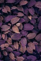 purple japanese knotweed plant leaves in the nature in autumn season photo