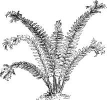 Aspidium Angulare Grandiceps vintage illustration. vector