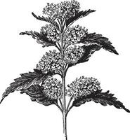 Caryopteris Incana vintage illustration. vector