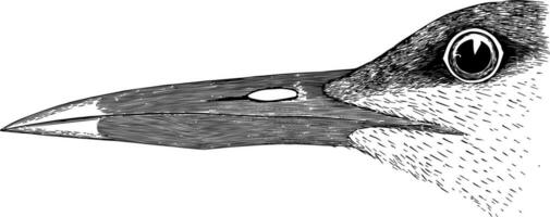 Sandwich Tern vintage illustration. vector