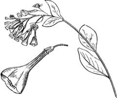 Inflorescence and Detached Flower of Mertensia Virginica vintage illustration. vector