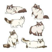 Explore Ragdoll cats in various charming poses. Our high-quality illustrations capture their grace and charm. Perfect for pet-related designs. vector