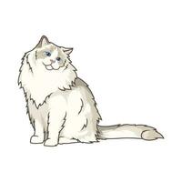 Discover adorable Ragdoll kittens in various charming poses. These high-quality illustrations exude cuteness, perfect for pet-related designs. vector