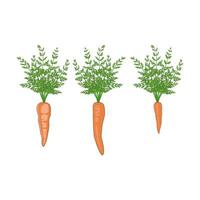 Enhance your creative projects with our variety of carrot illustrations. Perfect for culinary blogs, healthy living guides, and cookbooks, these images add a fresh and nutritious touch to your designs vector