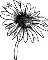 Florets, Steraceae, flower, ray, disk vintage illustration. vector