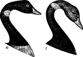 Black Brant Head vintage illustration. vector