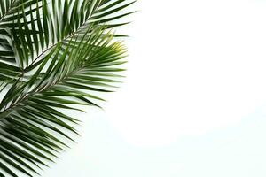 AI generated Palm leaves on white background with copy space photo