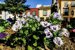 flowers in the city of seville photo