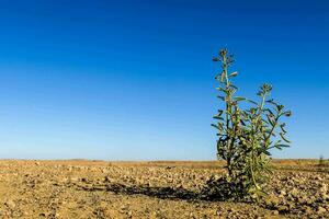 a plant growing in the desert photo