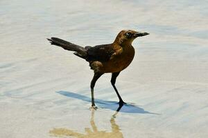 a bird standing on the beach with its feet in the water photo