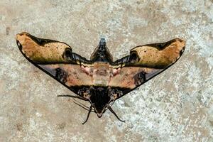 a large moth with black and brown markings photo