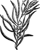 ilustración vintage de eucalipto. vector