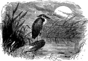 Night Heron vintage illustration. vector