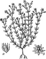 Thyme-Leaved Sandwort vintage illustration. vector