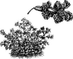 Habit and Detached Flower of Mimulus Luteus Nobilis vintage illustration. vector