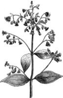 Inflorescence of Apocynum Androsaemifolium vintage illustration. vector