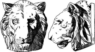 Tiger Head is shown from its front and side view, vintage engraving. vector