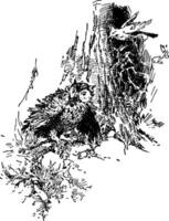 Owl and Blue Jay, vintage illustration vector
