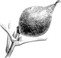 Fruit of Juglans Regia Longirostris vintage illustration. vector