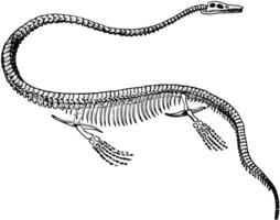 Elasmosaurus Skeleton, vintage illustration. vector