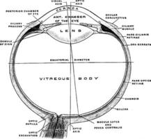 Horizontal Section of Eye, vintage illustration. vector