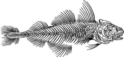 Skeleton of a Haddock vintage illustration. vector