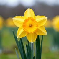 AI generated a bright yellow daffodil with a blurred green background photo