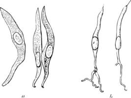 Taste bud Cells of a Rabbit vintage illustration. vector