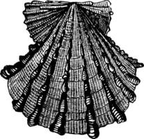 Pecten Foliaceus vintage illustration. vector