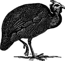 Guinea Fowl, vintage illustration. vector