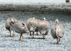 Group turkey gobbler photo