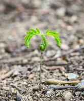 Tamarind sapling growing photo