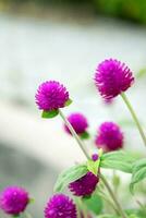 Globe Amaranth,Bachelor Button, close up purple violet flower photo