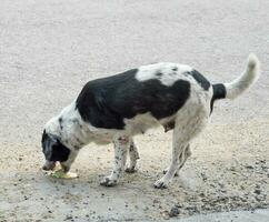 Dog pet sick vomit photo