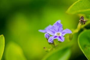 Purple blooming flower on blurred green background photo