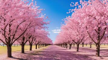 ai generado un campo de rosado Cereza florecer arboles en lleno floración en contra un azul cielo foto