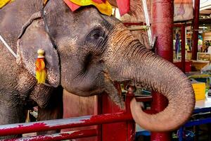 un elefante con un rojo y amarillo tocado foto