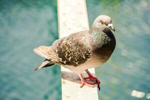 a pigeon is standing on a railing near the water photo