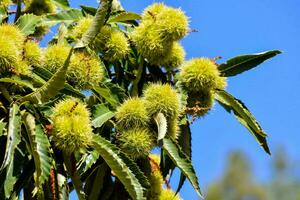 chestnut tree with nuts on the branches photo