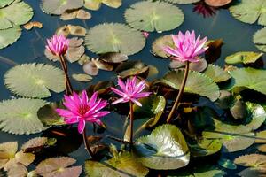 rosado agua lirio flores en un estanque foto