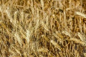 a close up of a field of ripe wheat photo